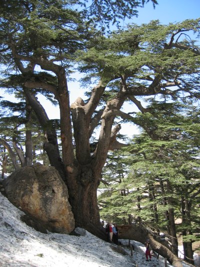 Cedars of God, Mt Lebanon, sacred grove